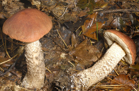 Kiefernrotkappe (Leccinum vulpinum) - © Heinz Prelicz